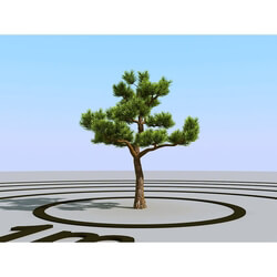 3dMentor HQPlants-02 (087) bonsai pine 