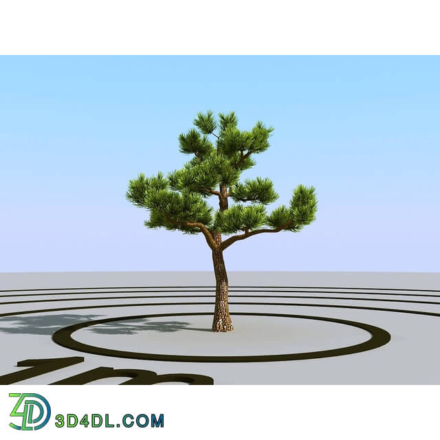 3dMentor HQPlants-02 (087) bonsai pine