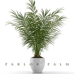 Plant - PARLOR PALM P23 