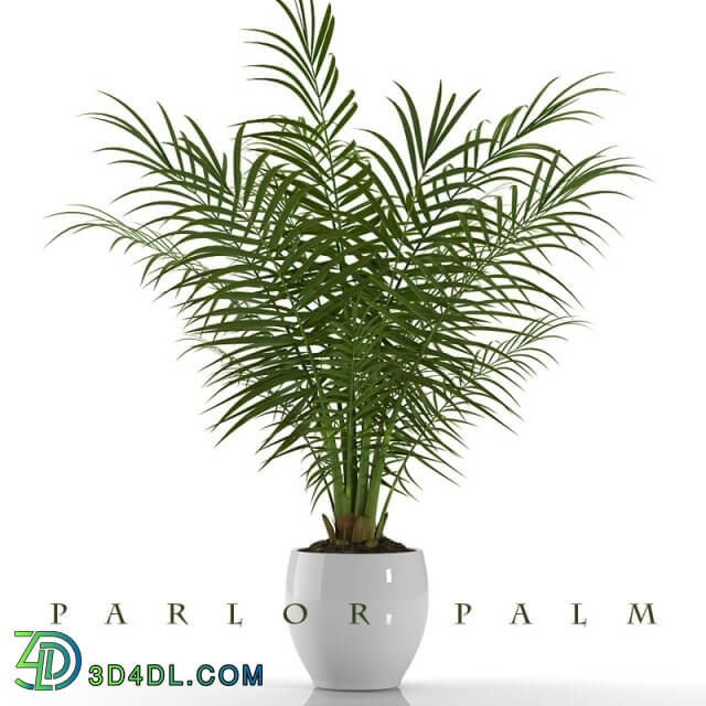 Plant - PARLOR PALM P23