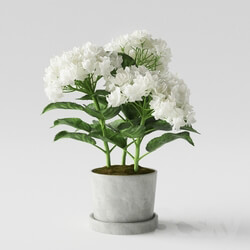 Plant - Hydrangea 