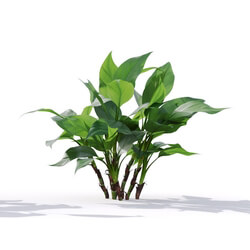 Maxtree-Plants Vol19 Aglaonema modestum 01 03 