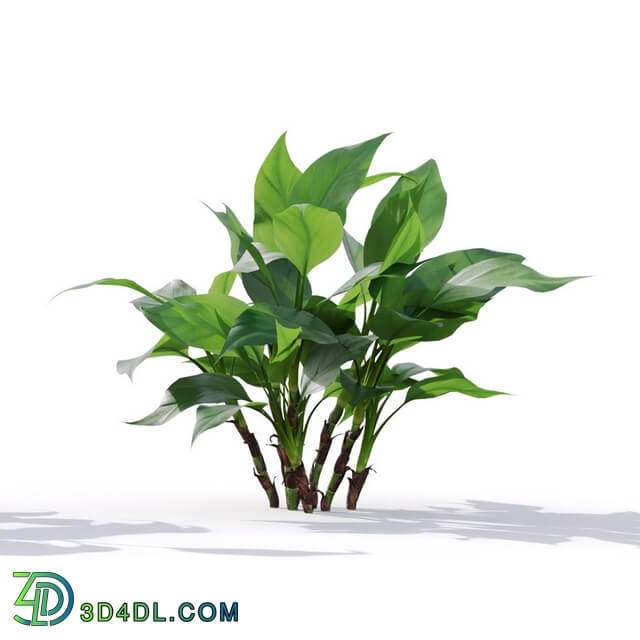 Maxtree-Plants Vol19 Aglaonema modestum 01 03