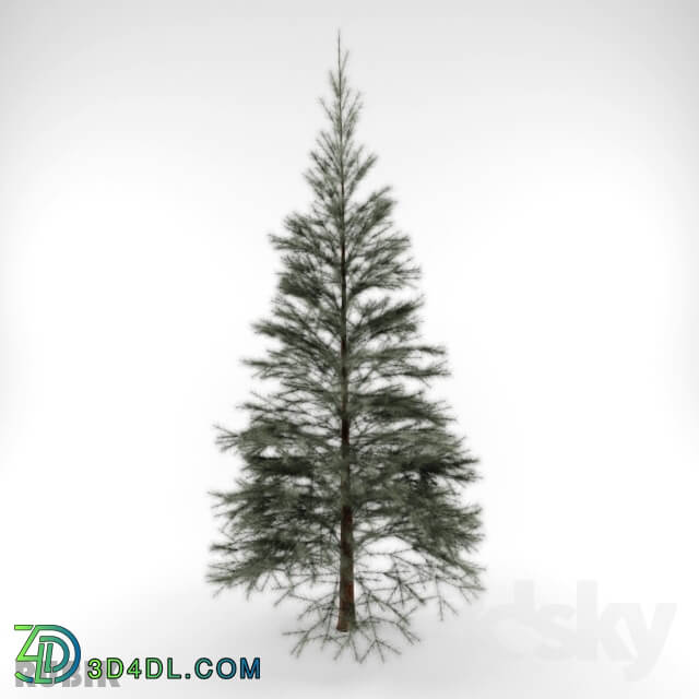 Plant - coniferous _ Conifers