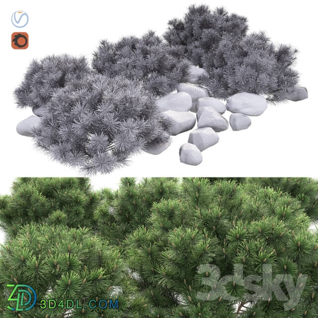 Plant - Pumil mountain pine