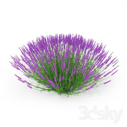 Plant - Lavender 