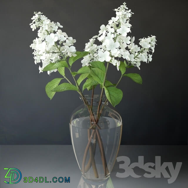 Plant - Hydrangea paniculata