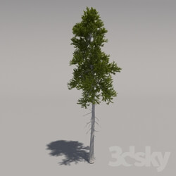 Plant - Big Pine 