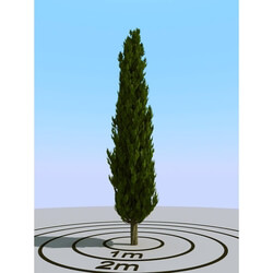 3dMentor HQPlants-02 (088) cypress 1 