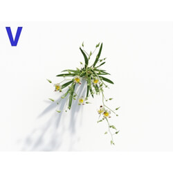 Maxtree-Plants Vol08 Orchid Odontoglossum Spot 04 