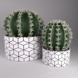 Indoor - potted cactus 