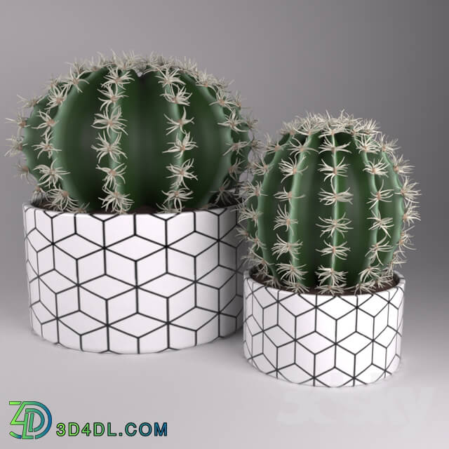 Indoor - potted cactus
