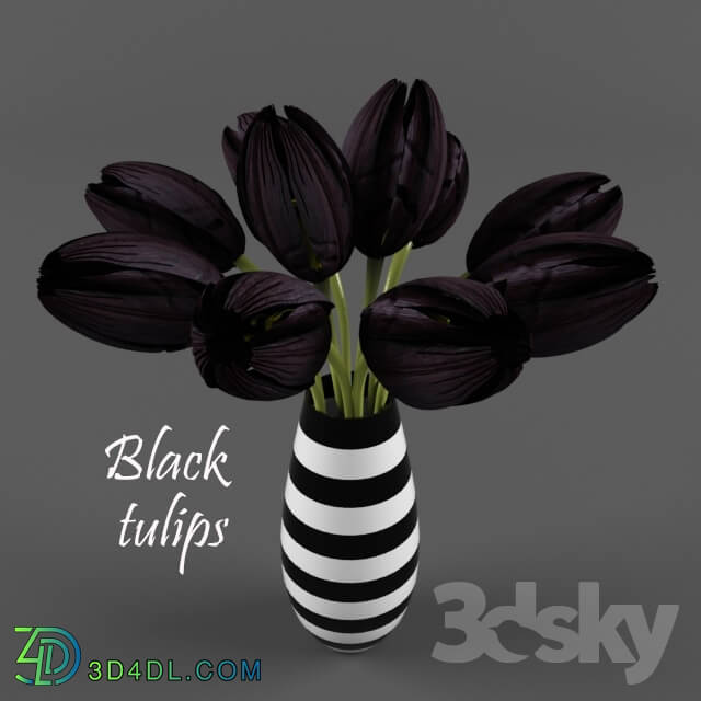 Plant - Black tulips