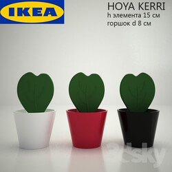 Vase - IKEA _ hoya kerri 