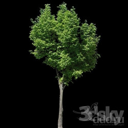 Natural materials - TEXTURE - Alpha masked tree 