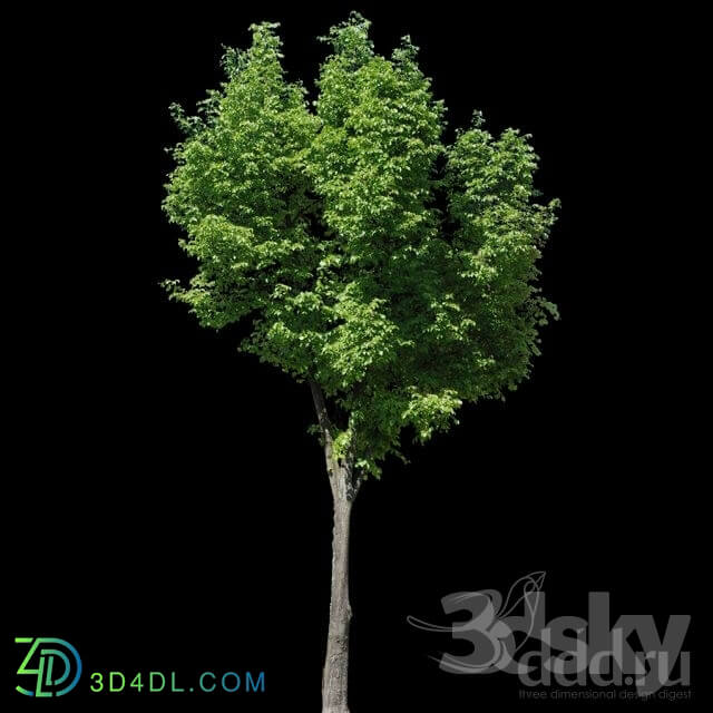 Natural materials - TEXTURE - Alpha masked tree