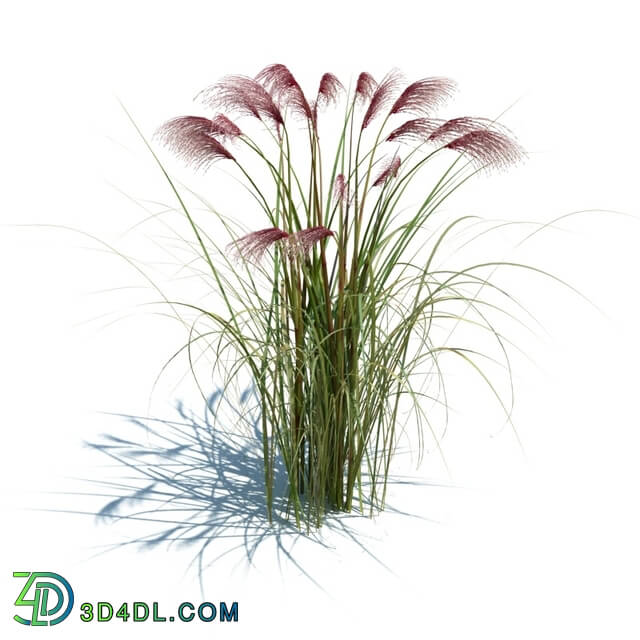 ArchModels Vol126 (052) Miscanthus sinensis v1