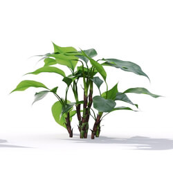 Maxtree-Plants Vol19 Aglaonema modestum 01 05 