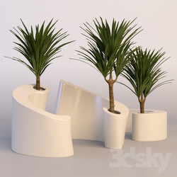 Plant - Palm 