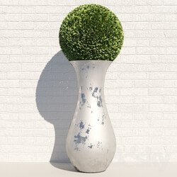 Plant - Vase 