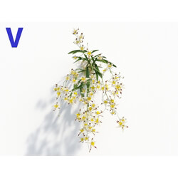 Maxtree-Plants Vol08 Orchid Odontoglossum Spot 06 