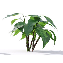 Maxtree-Plants Vol19 Aglaonema modestum 01 06 