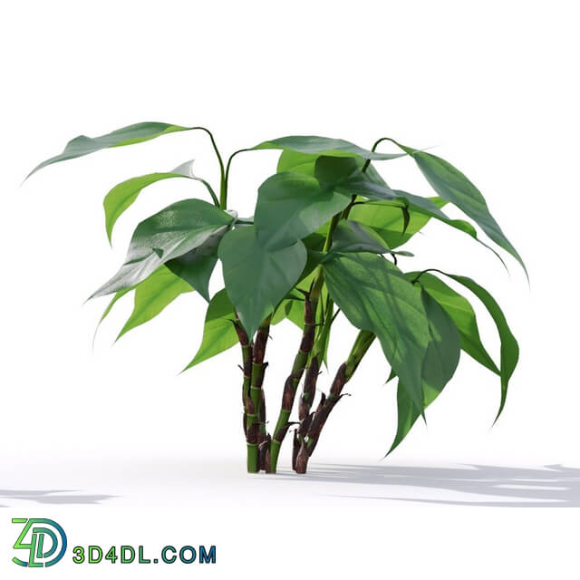 Maxtree-Plants Vol19 Aglaonema modestum 01 06