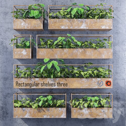 Plant - Rectangular shelves three 