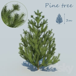 Plant - Pine 