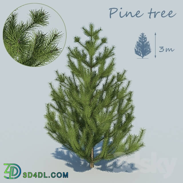 Plant - Pine