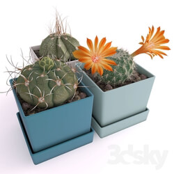 Plant - Three cactus 