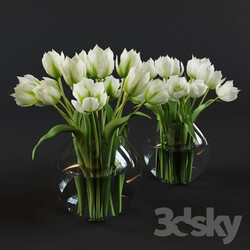 Plant - White and green tulips 