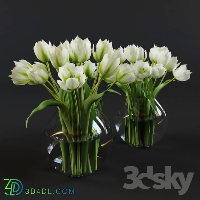 Plant - White and green tulips