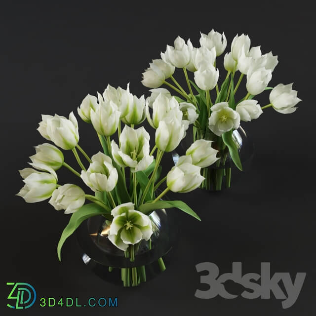 Plant - White and green tulips