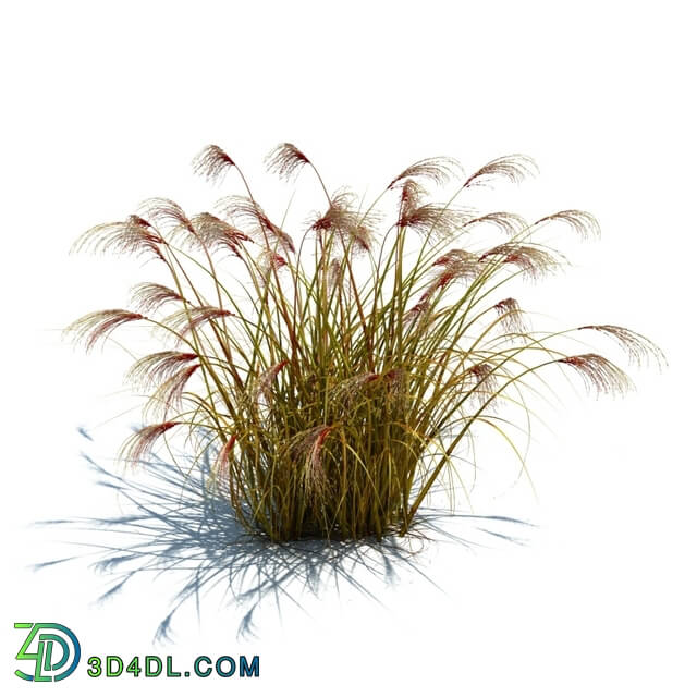 ArchModels Vol126 (054) Miscanthus sinensis v3