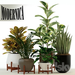 Plant - Plants collection 75 Modernica pots 