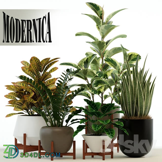 Plant - Plants collection 75 Modernica pots