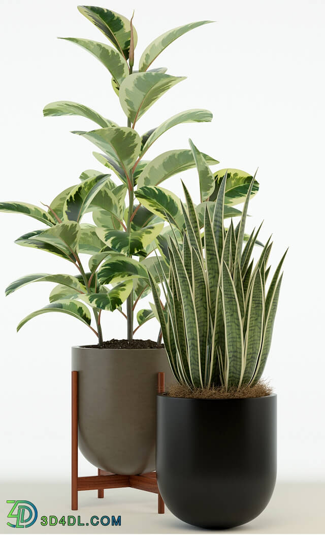 Plant - Plants collection 75 Modernica pots