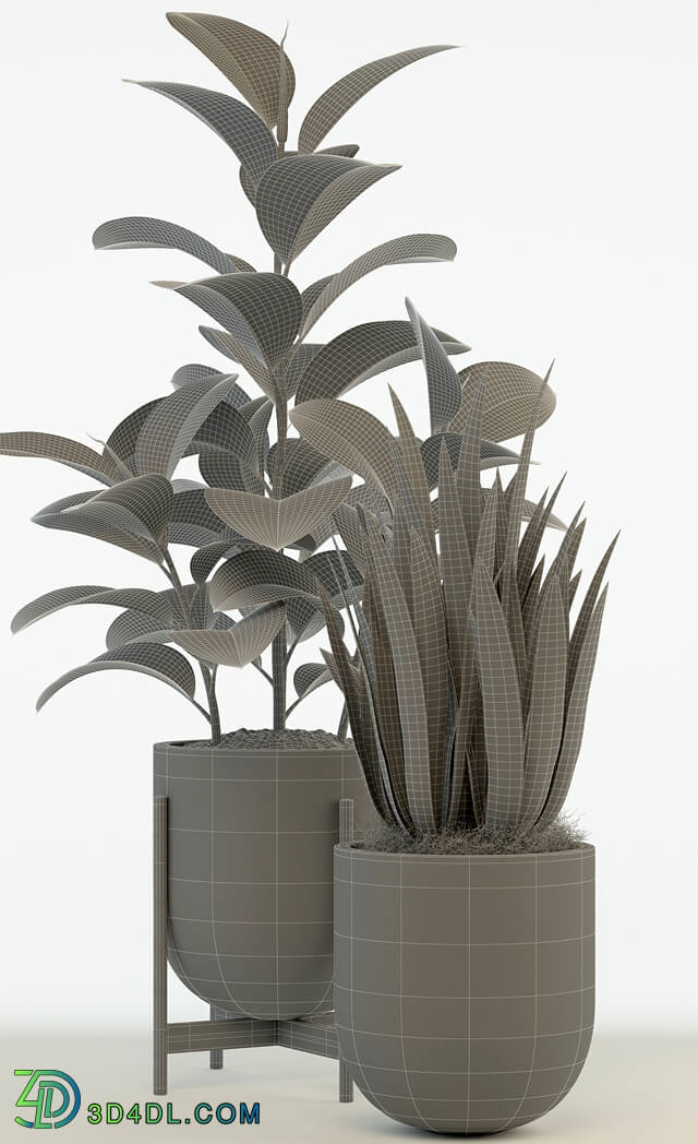 Plant - Plants collection 75 Modernica pots