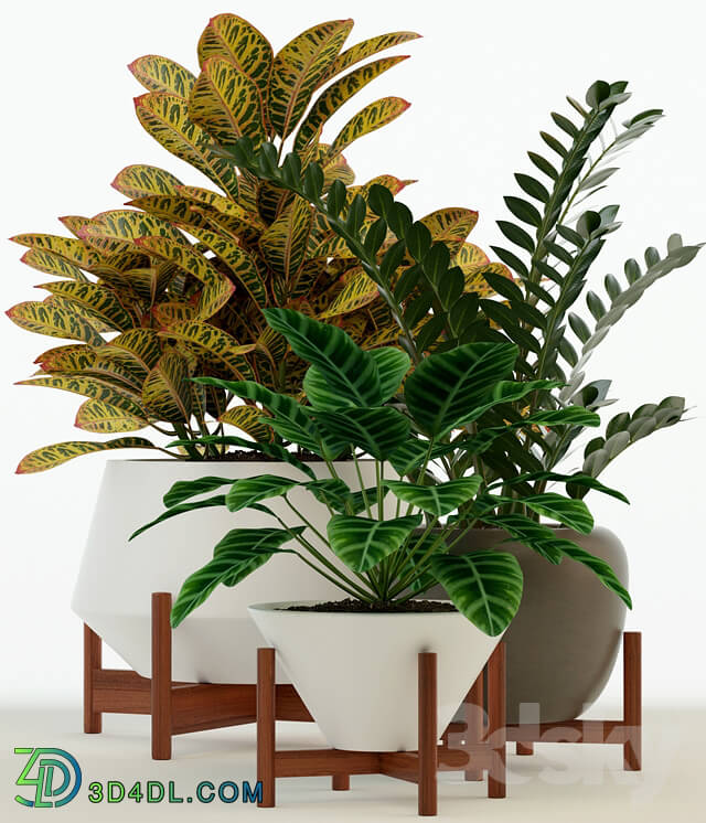 Plant - Plants collection 75 Modernica pots