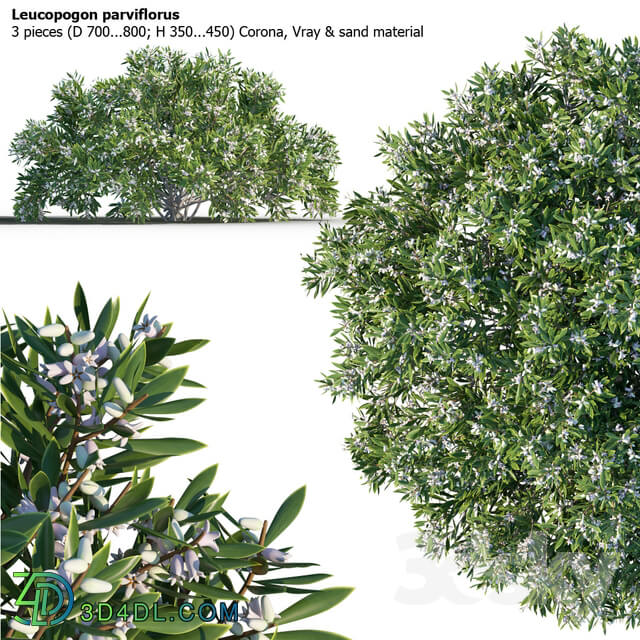 Plant - Leucopogon parviflorus_ shrub