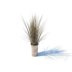 Plant - vase with grass 