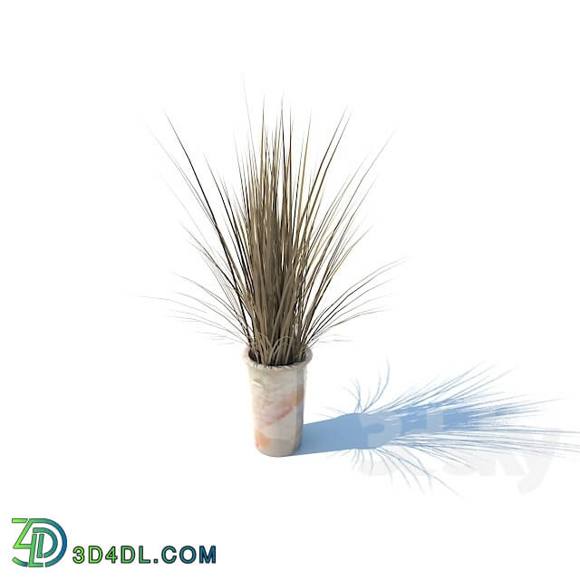 Plant - vase with grass