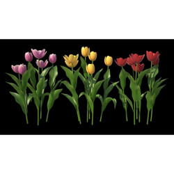 3dMentor HQFlowers2 HD Tulips (01) 