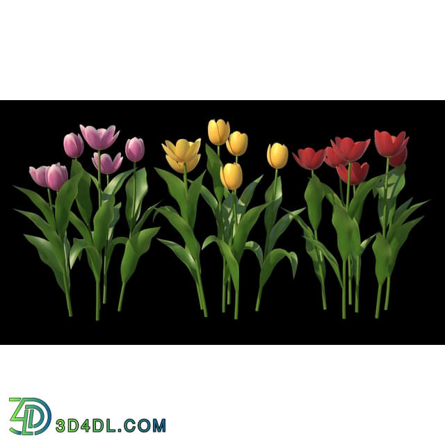 3dMentor HQFlowers2 HD Tulips (01)