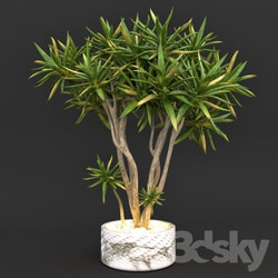 Plant - Aloe dichotoma _quiver tree_ 