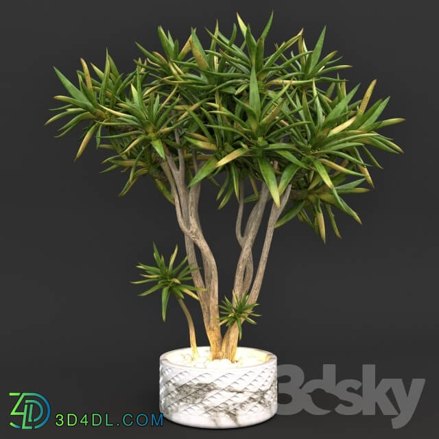 Plant - Aloe dichotoma _quiver tree_