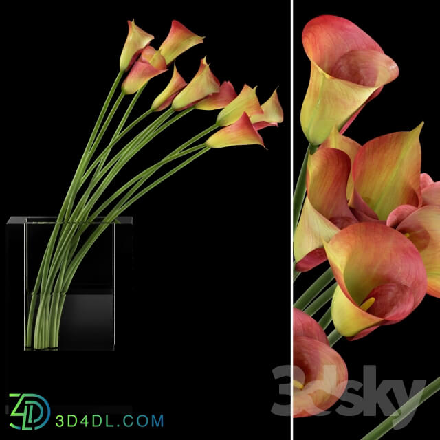 Plant - Callas red