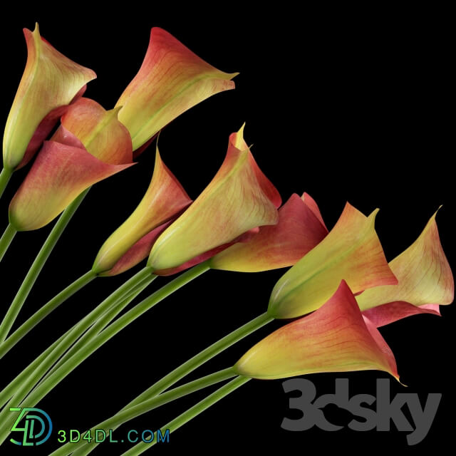 Plant - Callas red