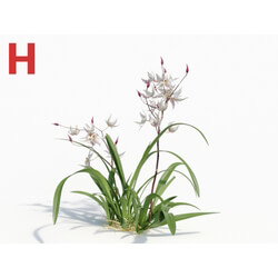 Maxtree-Plants Vol08 Orchid Odontoglossum White 02 